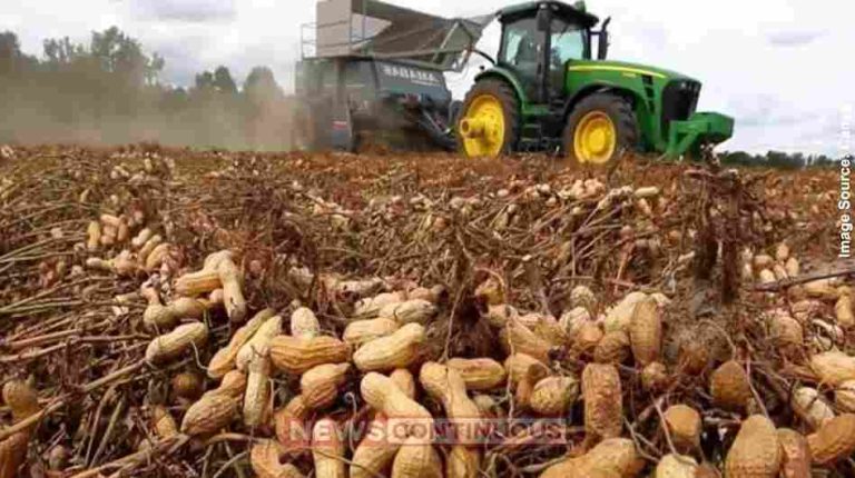 Gujarat Groundnut Production દેશમાં મગફળીના વાવેતર અને ઉત્પાદનમાં ગુજરાતનો દબદબો યથાવત