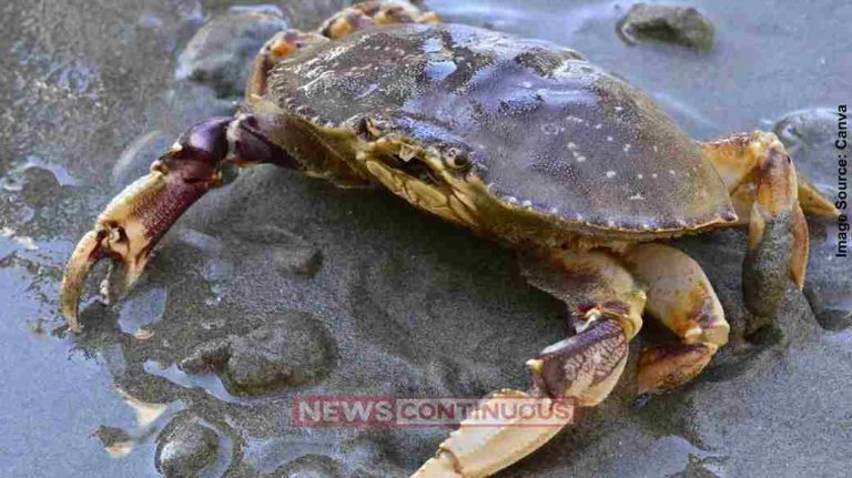Konkan Crabs પ્રદૂષણના કારણે કોંકણના કરચલાઓનો જીવ જોખમમાં