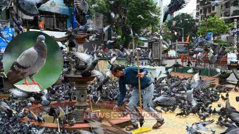 Mumbai શું ખરેખર મુંબઈના દરેક વોર્ડમાં બનશે કબૂતરખાના આજે યોજાઈ BMCની મોટી બેઠક