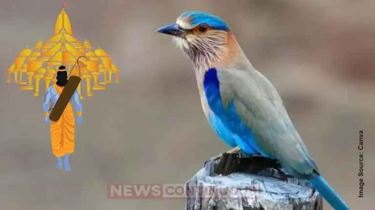 Why Seeing the Neelkanth Bird on Dussehra Is Considered Auspicious?