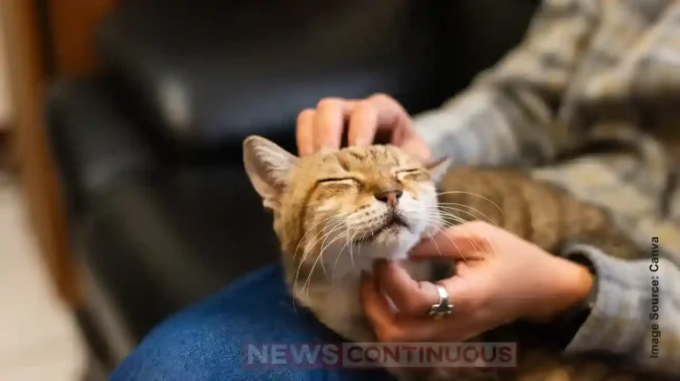 Benefits and Risks of Keeping a Cat at Home: Know Before You Adopt