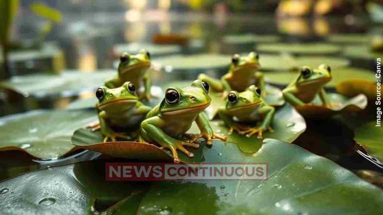 Live Frogs ચીનમાંથી એક એવો કિસ્સો સામે આવ્યો,