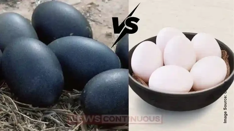 Black Egg vs White Egg: Which One Is the Real Protein King?