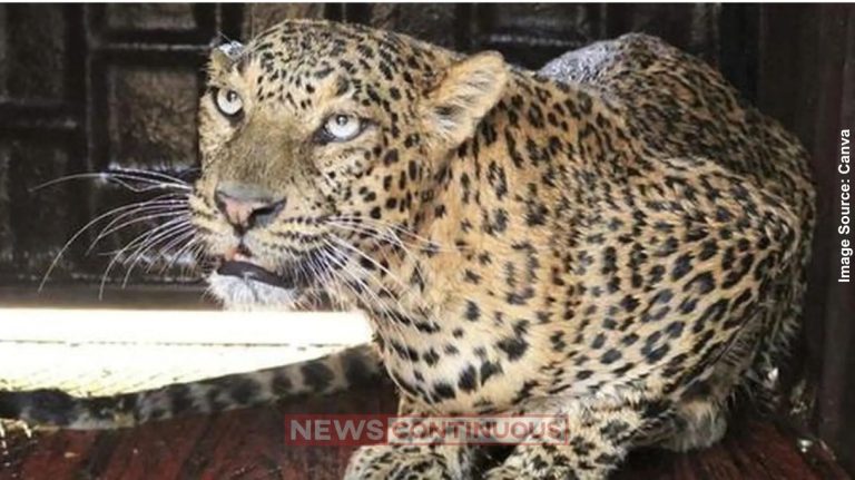 Human leopard conflict માનવ-દીપડા સંઘર્ષ માટે ૧૧ કરોડ પુણે જિલ્લામાં સમસ્યા હળવી