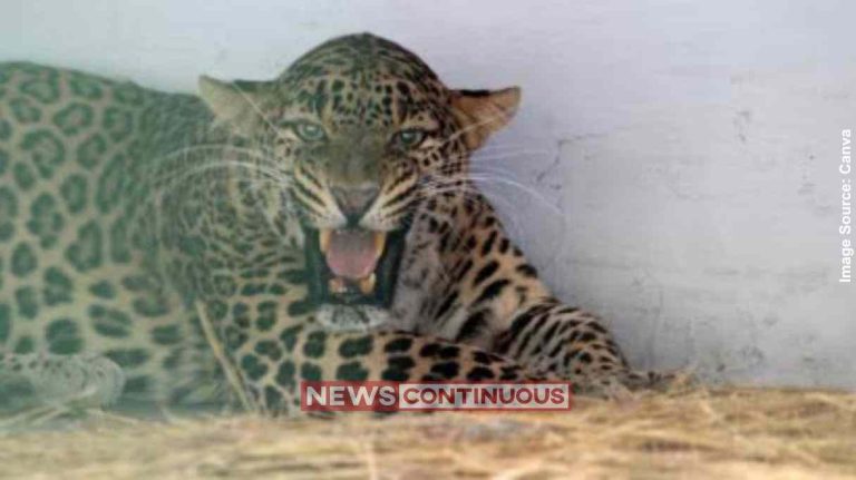 Leopard દીપડાનો આતંક કયા વિસ્તારોમાં દીપડાની દહેશતથી ખેતમજૂરોએ