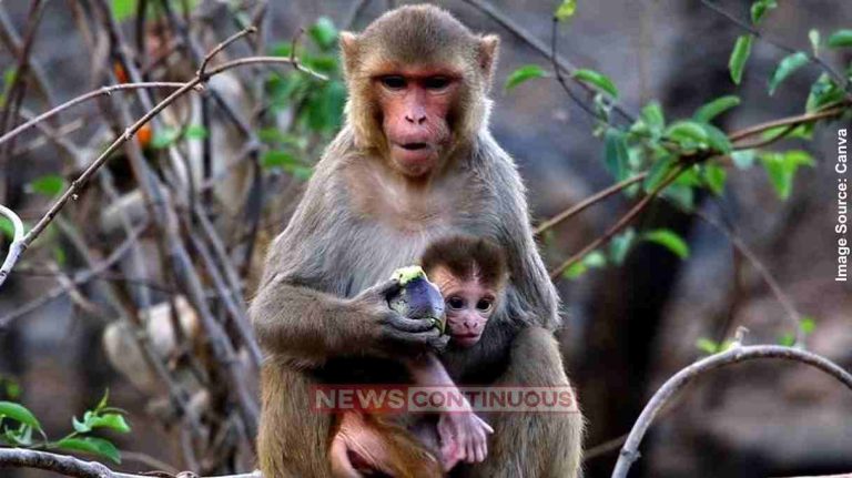 Maharashtra Government મહારાષ્ટ્ર સરકારનો નિર્ણય વાંદરાઓને પકડી