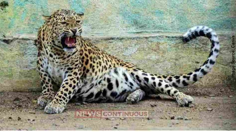 Nashik leopard નાસિક શહેરમાં ભર દિવસે દીપડાનો આતંક; એક વન