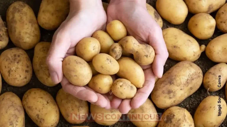 Potato Revolution: New Seed-Based Variety Will Control Sugar, Uric Acid and Help Reduce Obesity