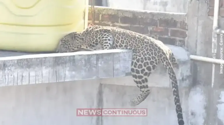 Nagpur Leopard: Leopard Menace in Wadi of Nagpur; Village Administration Issues Drum Beat Announcement, Doors Shut After 6 PM