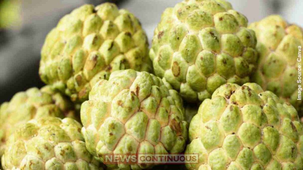Custard apple ઉંમર વધતા હૃદયને રાખો જવાન BP કંટ્રોલ કરવા અને હૃદયને સ્વસ્થ રાખવા માટે