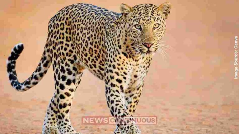 Leopard નાશિકમાં ભયનો માહોલ દીપડાના ડરથી શાળાના સમયપત્રકમાં ફેરફાર!