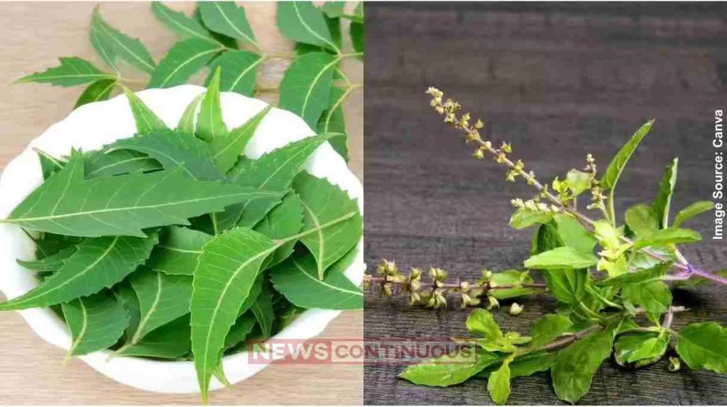 Neem લીમડો વિ. તુલસી ખરતા વાળની સમસ્યા માટે કયા પાંદડાની પેસ્ટ