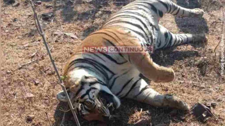 Tiger Deaths India 2025 MP Tiger Death શું મધ્યપ્રદેશ પાસે