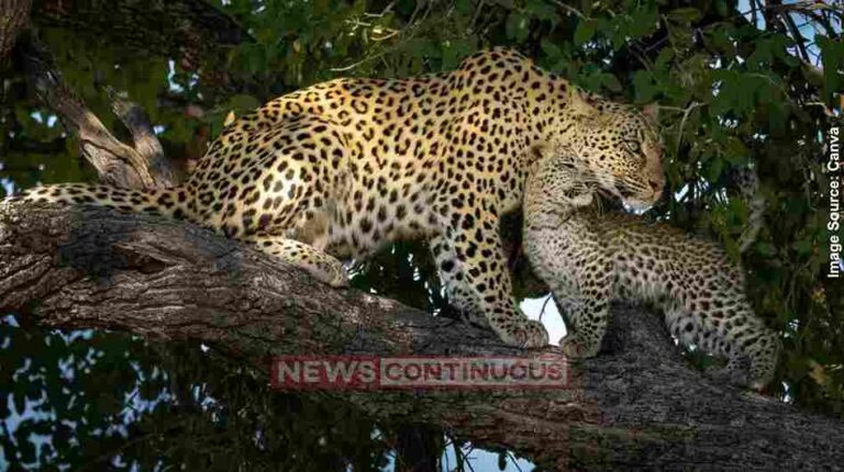 Bengaluru બેંગલુરુમાં ગેરકાયદે માઇનિંગથી દીપડાઓના