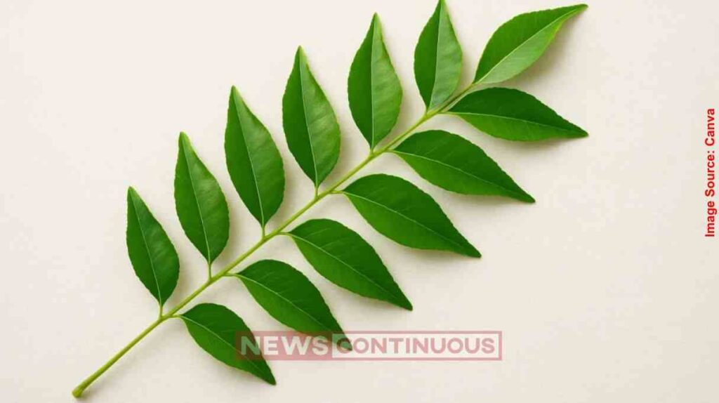 Curry Leaves for Hair Growth લાંબા અને ઘટ્ટ વાળ જોઈએ છે