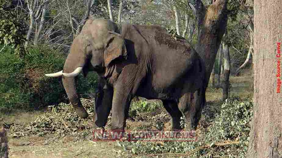 Elephant Attack ઝારખંડના પશ્ચિમી સિંહભૂમમાં જંગલી