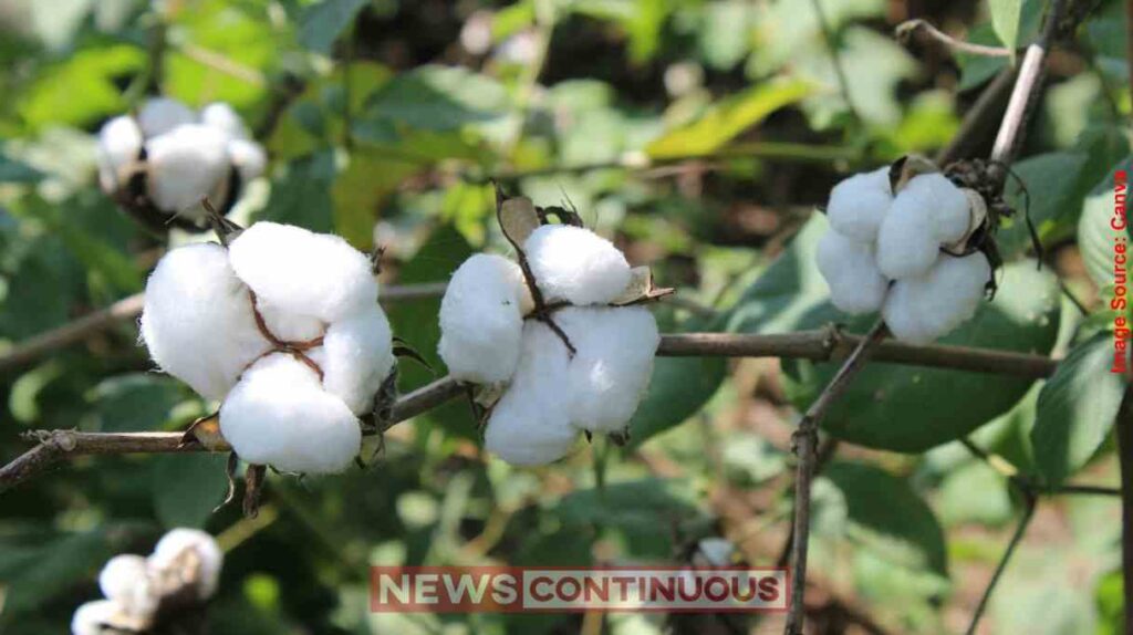 cotton prices India કપાસના ભાવ કંટ્રોલમાં રાખવાની સરકારની રણનીતિ ખોળમાં સ્ટોકિસ્ટોની