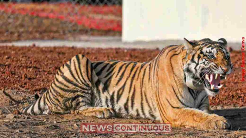 Bandhavgarh Tiger Deaths 2026 બાંધવગઢમાં વાઘના મોતે વધારી ચિંતા, ૨૦૨૫ માં ૫૪
