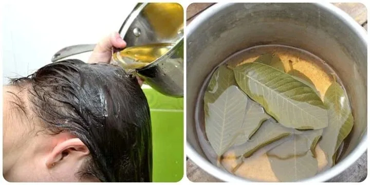 Guava Leaves for Hair Growth Content Creator Paramjeet Kaur Shares Natural Remedy to Stop Hair Fall