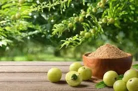 Health Benefits of Amla Powder Boost Immunity, Eyesight, and Weight Loss with This Superfood