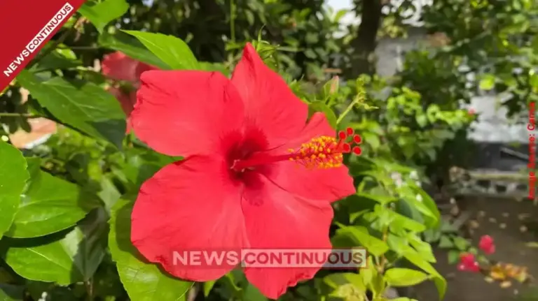 Hibiscus The Secret to Glowing Skin and Strong Hair; Why You Should Add This 'Botox Plant' to Your Beauty Routine.