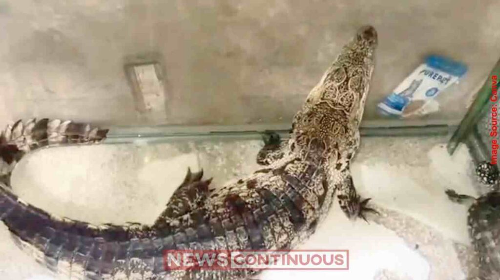 Juhu Wildlife Raid મુંબઈના જુહુમાંથી જીવતો મગર અને દુર્લભ કાચબો જપ્ત વન્યજીવ