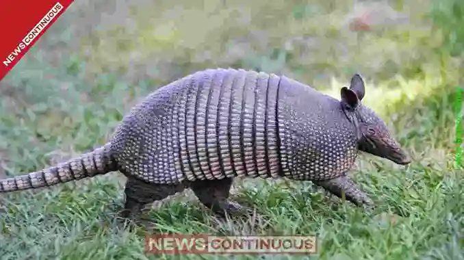 Meet Armadillo The Animal Whose Skin is Often Compared to a Bulletproof Jacket