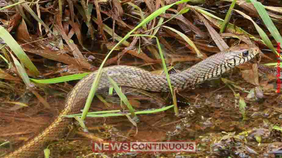 Rat Snake Rescue મુંબઈ એરપોર્ટ નજીક સાપનું ‘એરક્રાફ્ટ’ મોડમાં રેસ્ક્યુ એર ઈન્ડિયા