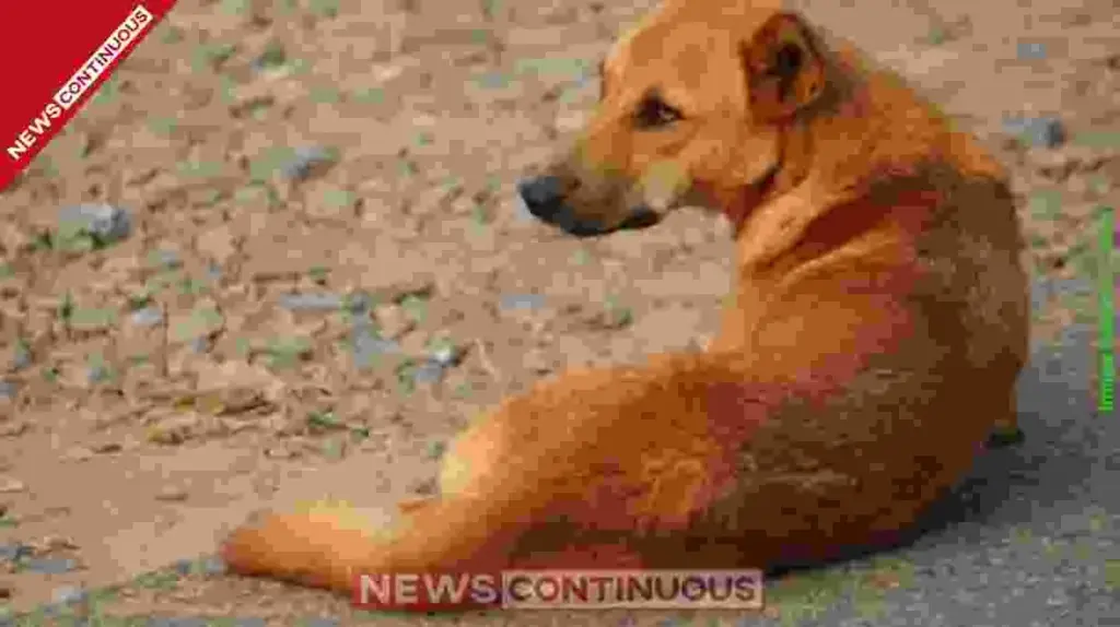 Stray Dog Attack in Bhiwandi 12-Year-Old Boy Dies During Treatment; Family Alleges Medical Negligence