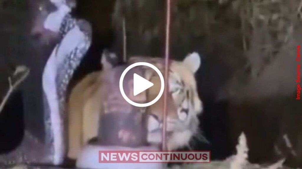 Tiger at Shivling Video કુદરતનો કરિશ્મા! જ્યારે જંગલનો રાજા બન્યો ભોળાનાથનો