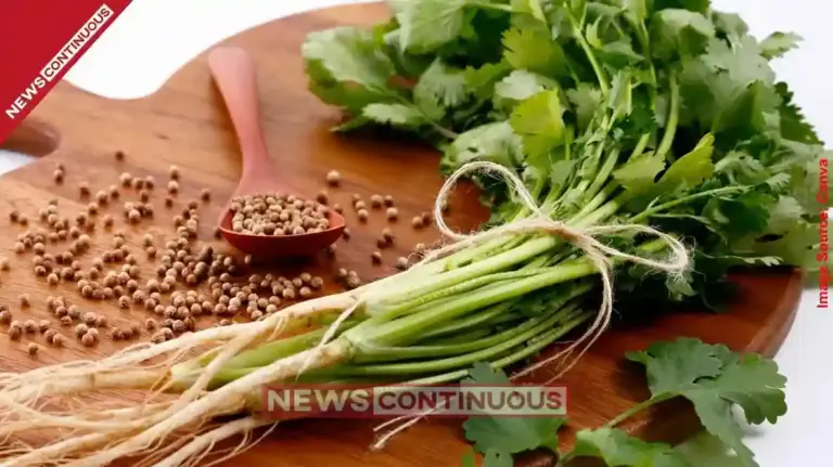 Coriander Price India ધાણામાં સ્થાનિક અને વૈશ્વિક નીચા પાકના અંદાજથી ભાવમાં તેજી