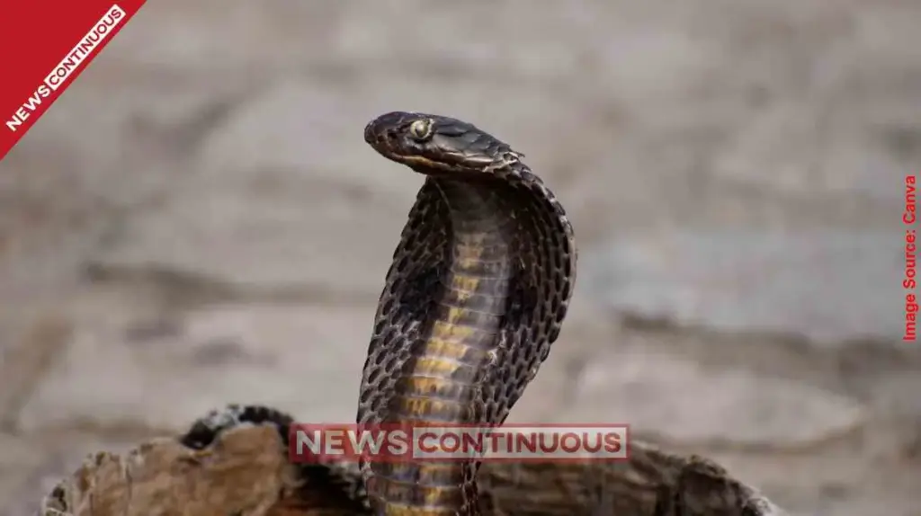 Dreaming of Snakes Seeing a Snake on This Specific Day Could Mean Financial Prosperity and Good Luck According to Swapna Shastra