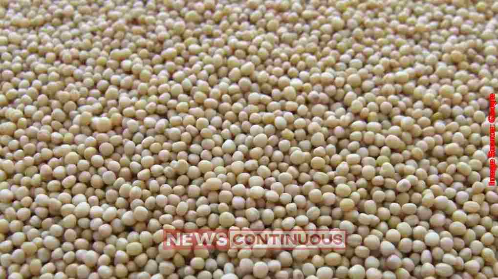 Guar Seed Market Indiaયુદ્ધ અને અલ-નિનોની આગાહીએ ગુવાર કોમ્પ્લેક્સમાં તેજીનો