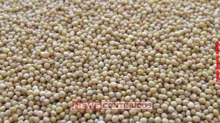 Guar Seed Market Indiaયુદ્ધ અને અલ-નિનોની આગાહીએ ગુવાર કોમ્પ્લેક્સમાં તેજીનો