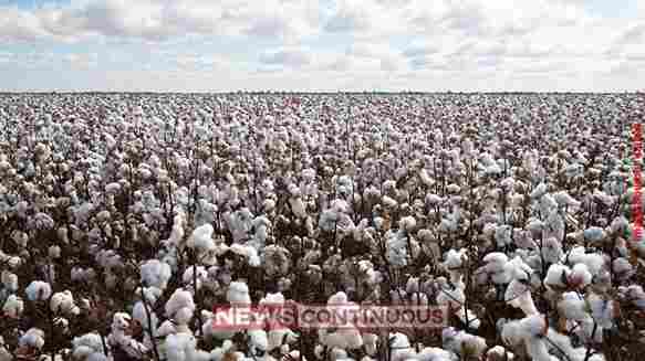 Indian Cotton Market Sees Bullish Trend Due to Government Procurement and Cottonseed Cake Price Rise