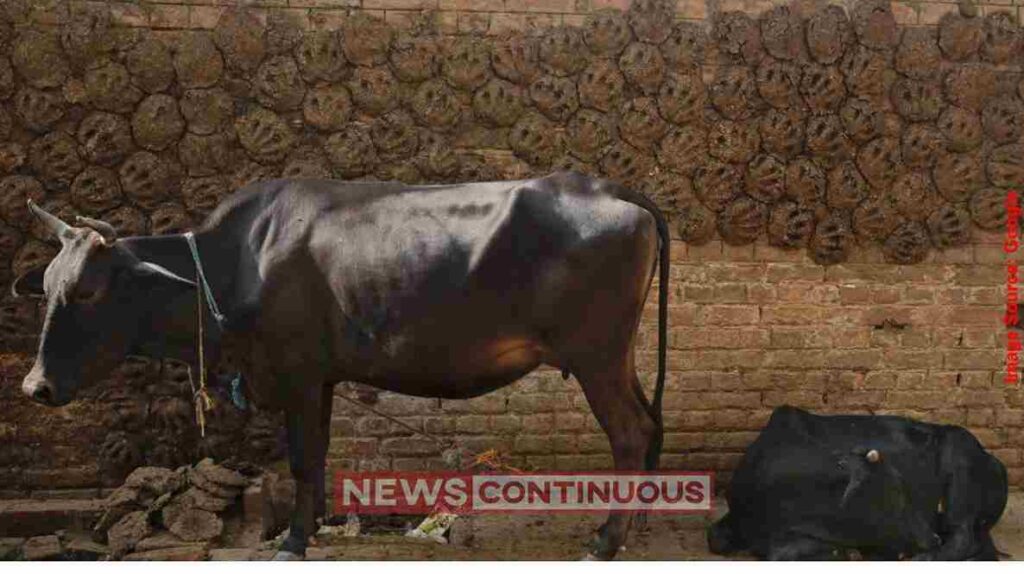 LPG Shortage in Maharashtra ગેસ સંકટનો મારો! છાણાના ભાવ સોનાને આંબ્યા; હોટલ