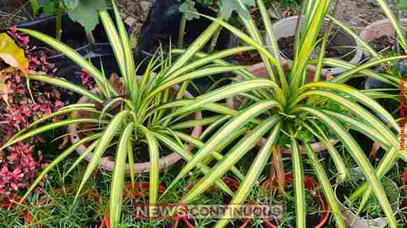 Vastu Tips for Spider Plant How This Simple Indoor Plant Can Change Your Home’s Atmosphere and Bring Prosperity.