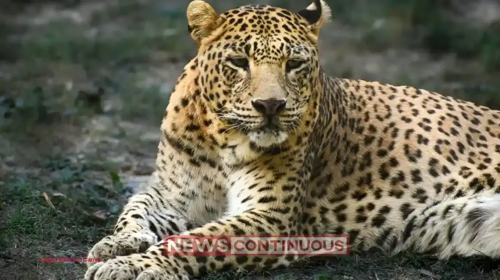 Leopard Poaching Shock: Two arrested in Palghar with leopard skin; Suspects confess to poaching inside Mumbai’s SGNP.
