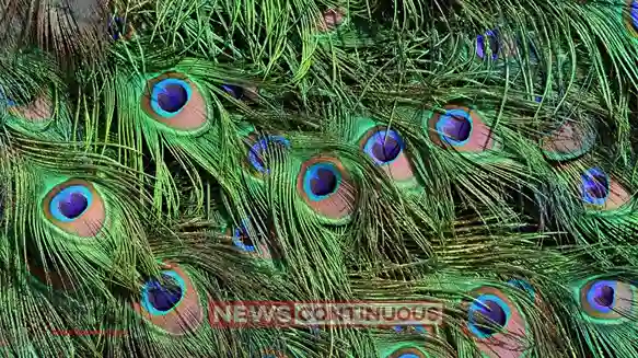 Vastu Tips for Prosperity: Attract success and positive energy by placing peacock feathers in these corners of your home.