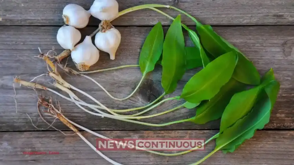 Health Benefits of Green Garlic Leaves: A Powerful Remedy for Immunity, Heart Health, and Digestion