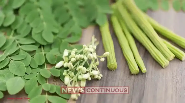 Moringa: The Summer Superfood; know how 'Drumsticks' help fight heat, dehydration, and digestive issues.