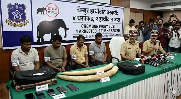 Wildlife Smuggling। ચેમ્બુરમાં હાથીદાંતની તસ્કરીનો પર્દાફાશ ચાર આરોપીઓની ધરપકડ, લાખોની કિંમતના બે હાથીદાંત જપ્ત