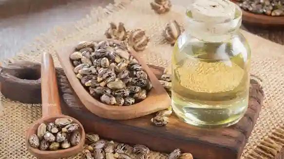 Castor Seed Market Stockists buying castor seeds and bullish mood due to fears of El Nino