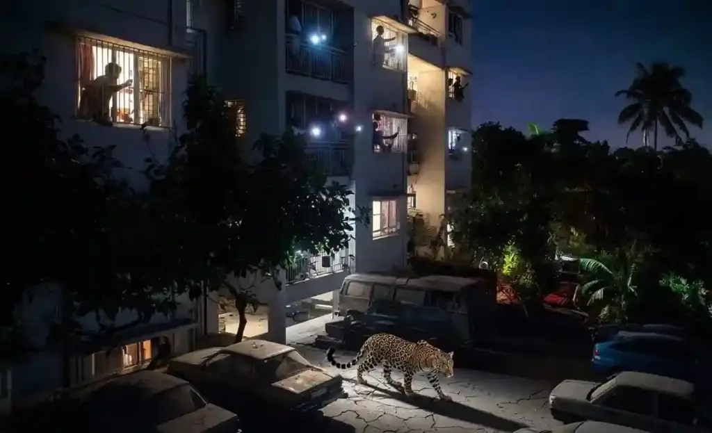 Leopard in Mumbai Society। દિંડોશીમાં દીપડાનો ફફડાટ ‘રહેજા હાઇટ્સ’માં એક જ મહિનામાં ત્રીજી વખત દીપડો દેખાતા રહીશો ચિંતિત