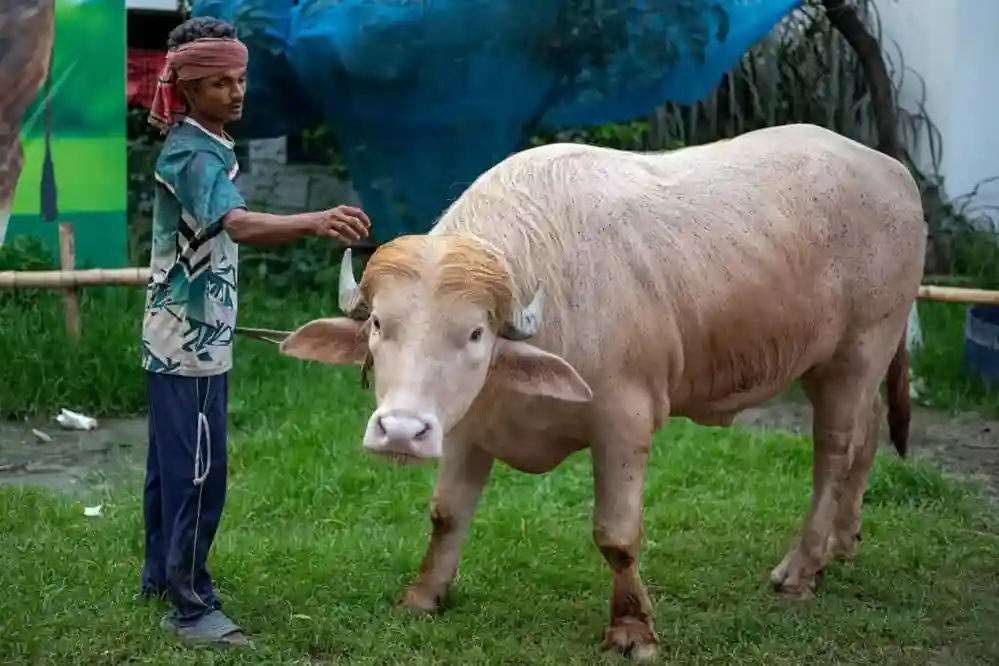 Donald Trump Buffalo। ગૃહ મંત્રાલયનો ચોંકાવનારો આદેશ, ‘ડોનાલ્ડ ટ્રમ્પ’ નામના પાડાની કુરબાની પર રોક