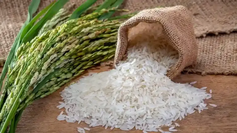Rice Industry Government concerned over declining rice exports Steps are underway to establish a new structure