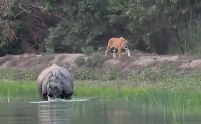 Dudhwa Tiger Rhino Encounter  દૂધવા નેશનલ પાર્કમાં બાઘ અને ગેંડાનો દુર્લભ સામનો કેમેરામાં કેદ
