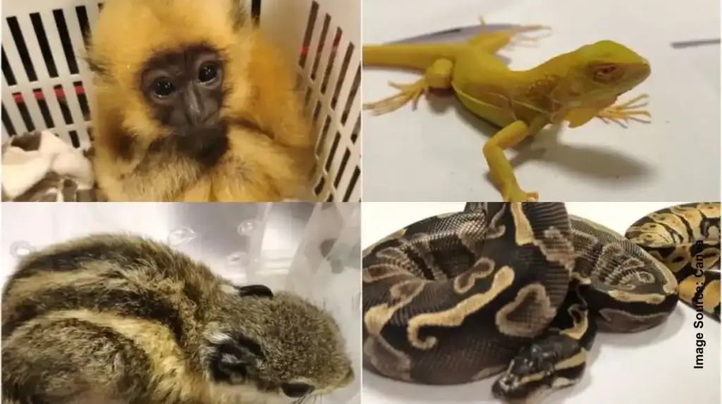 Mumbai Airport Seizure। મુંબઈ એરપોર્ટ પર કસ્ટમ્સનો સપાટો બેંગકોકથી લાવેલી બેગમાંથી ૨૯ વિદેશી વન્યજીવો ઝડપાયા