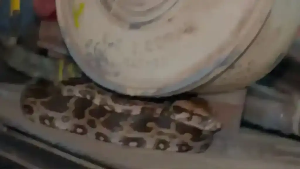 Mumbai CSMT Train Engine Python Rescue મુંબઈના સીએસએમટી સ્ટેશને મધ્યરાત્રિએ દોડધામ ટ્રેનના એન્જિન રૂમમાં ઘુસી ગયું અજગરનું બચ્ચું; વન વિભાગે કર્યું હેમખેમ રેસ્ક્યુ