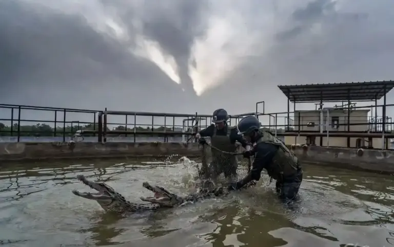 Mumbai Crocodile Rescue Bhandup  મુંબઈના ભાંડુપમાં અનોખું રેસ્ક્યુ ઓપરેશન વોટર ટ્રીટમેન્ટ પ્લાન્ટની ટાંકીમાંથી મગરના બે માસૂમ બચ્ચા સુરક્ષિત બહાર કઢાયા